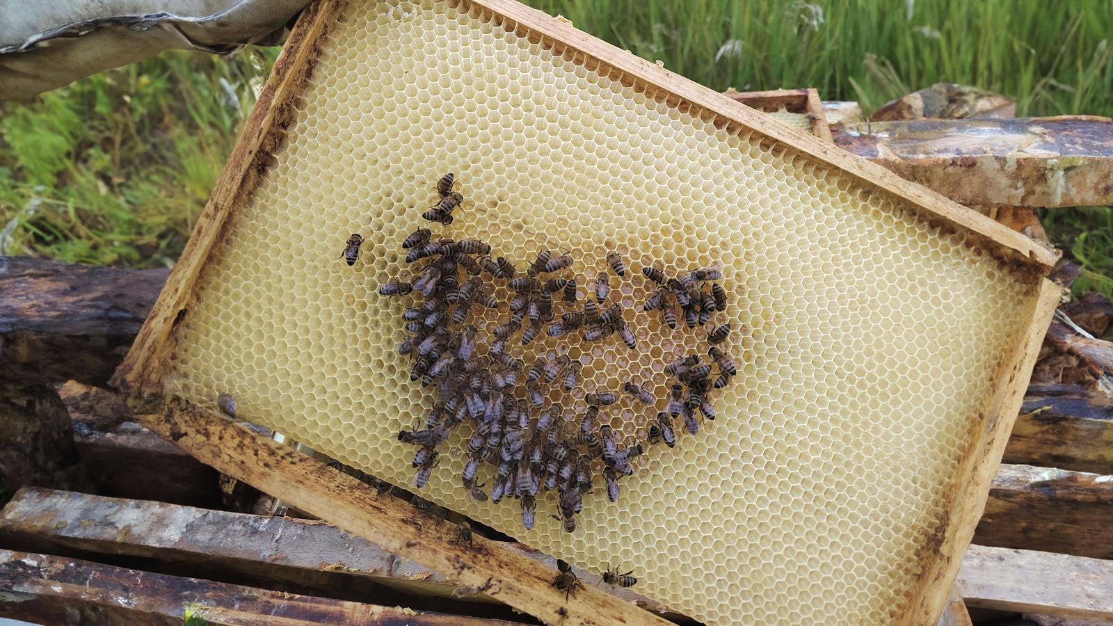 Ein Herz für Bienen