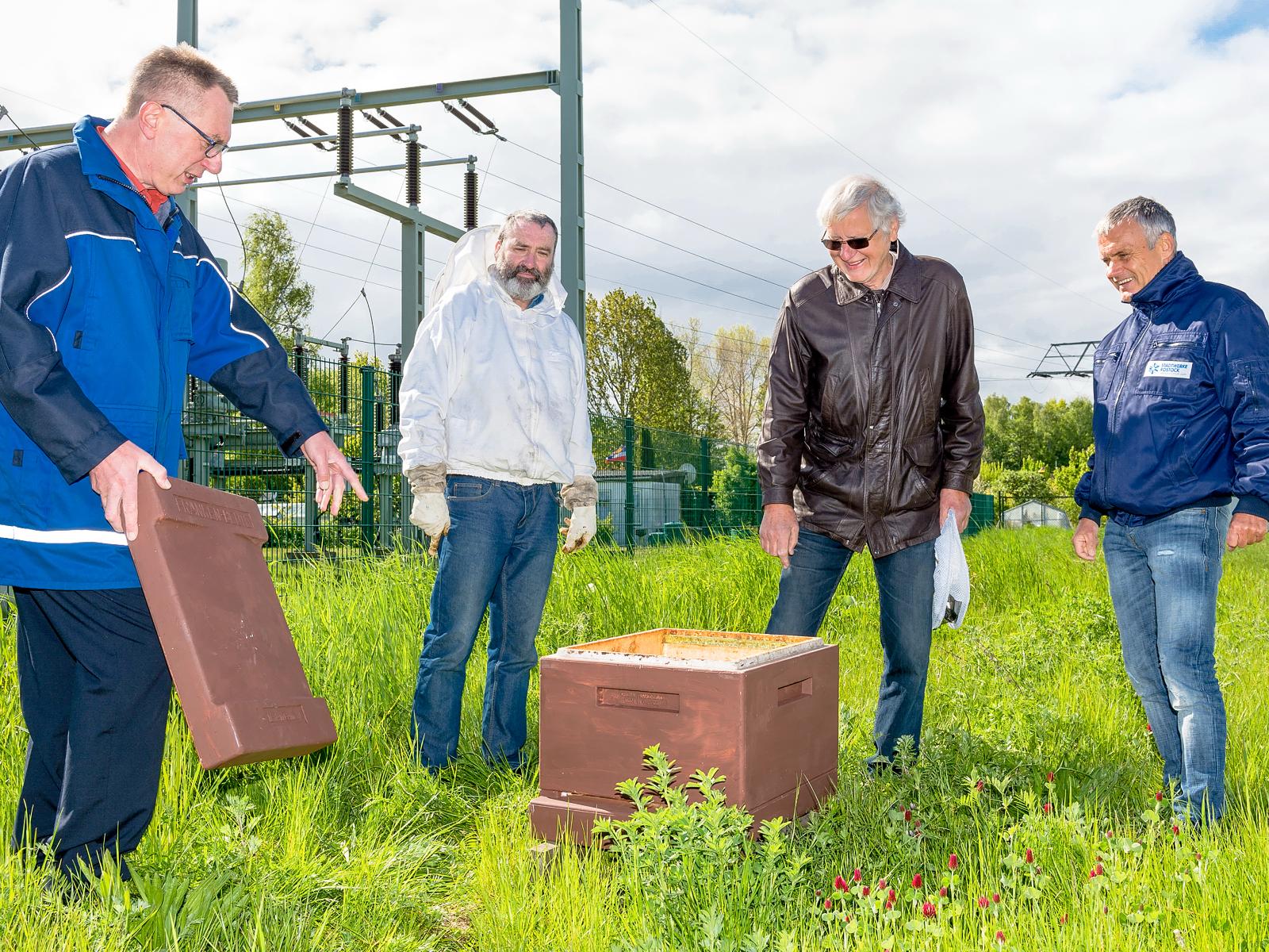 Unsere Netzgesellschafts-Mitarbeiter Torsten Wegener (l.) und Frank Knobloch (r.) mit den Imkern auf der Grasfläche am Umspannwerk Warnemünde. Foto: Margit Wild